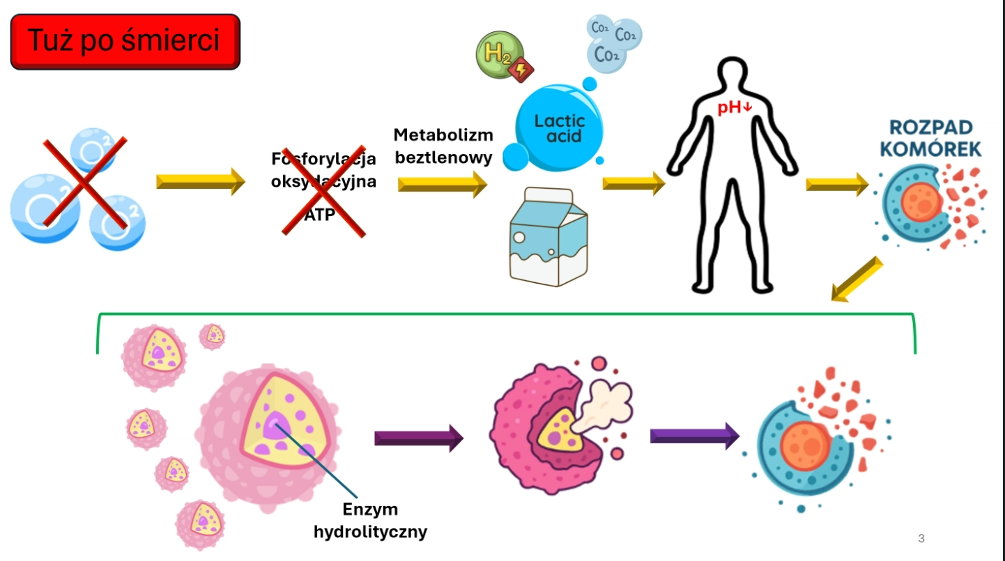 Akademia Ciekawej Chemii – ,,Zagadki trupiego ciała”