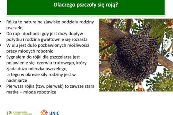 fot.6